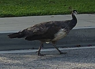 Indian Peafowl
