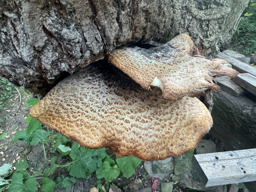 Dryad's Saddle