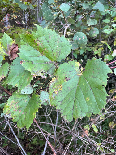 Vitis riparia, photograph 2