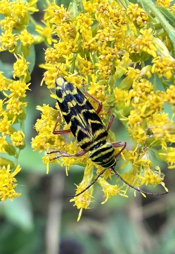 Locust Borer