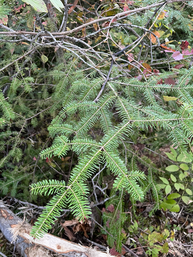 Abies balsamea, photograph 2