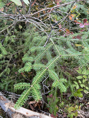 Abies balsamea, photograph (c) Andrew Sebastian, some rights reserved (CC BY)