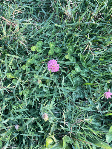 Red Clover
