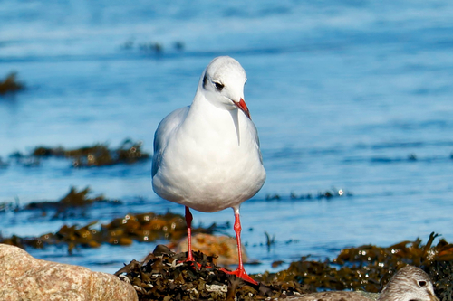 Black-headed Gull