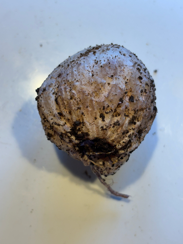 Ravenel's stinkhorn