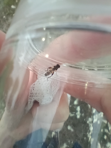 Thick-legged Hover Fly