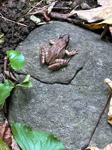 Wood Frog