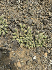 Opuntia fragilis, photograph (c) rosaceae_roberts, some rights reserved (CC BY)