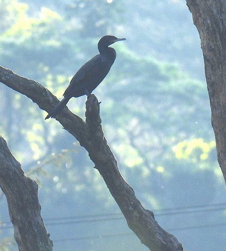Neotropic Cormorant