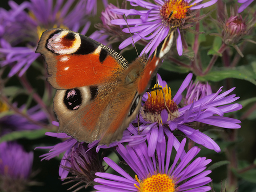 European Peacock Butterfly