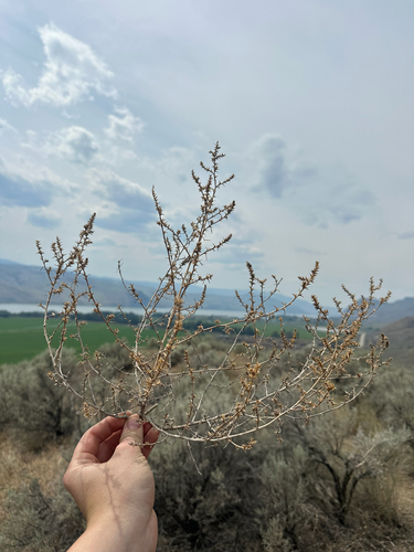 Salsola tragus, photograph 3
