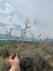 Salsola tragus, photograph (c) rosaceae_roberts, some rights reserved (CC BY)