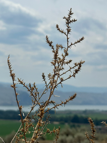 Salsola tragus, photograph 2