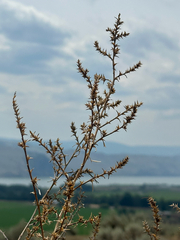 Salsola tragus, photograph (c) rosaceae_roberts, some rights reserved (CC BY)