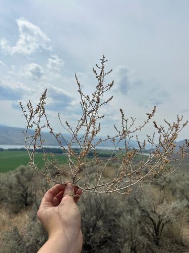 Salsola tragus, photograph 4
