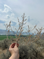 Salsola tragus, photograph (c) rosaceae_roberts, some rights reserved (CC BY)