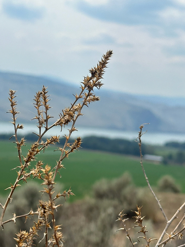 Salsola tragus