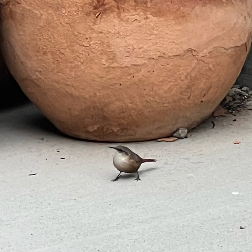 Canyon Wren