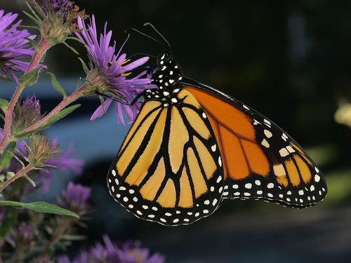 Monarch