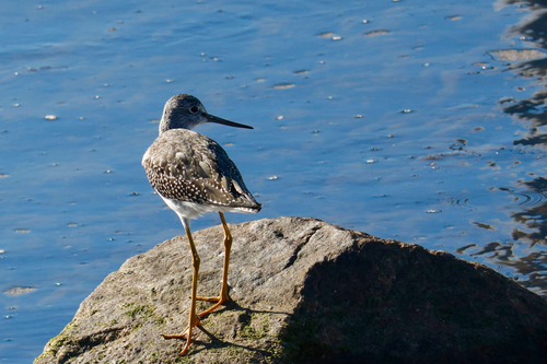 Greater Yellowlegs