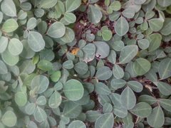 Fabaceae