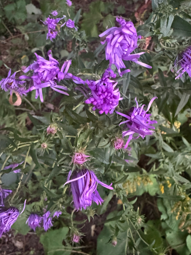 New England aster