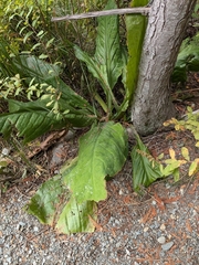 Lysichiton americanus, photograph (c) Kalvin Chan, some rights reserved (CC BY)