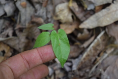 Endodeca serpentaria