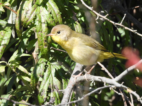 Common Yellowthroat