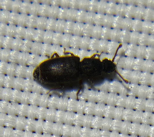 Monotoma picipes