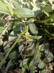 Fabaceae