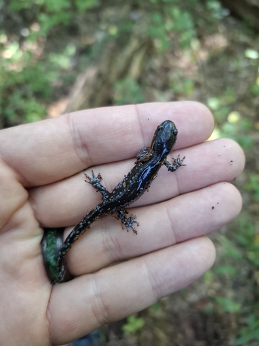 Blue-spotted Salamander
