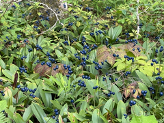 Clintonia borealis
