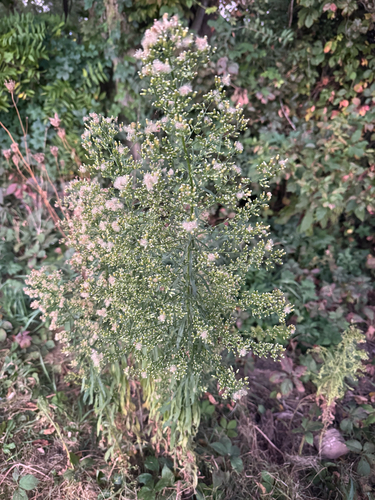 horseweed