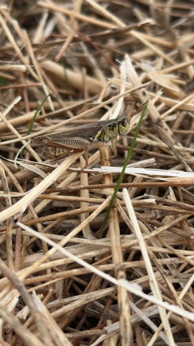 Red-legged Grasshopper