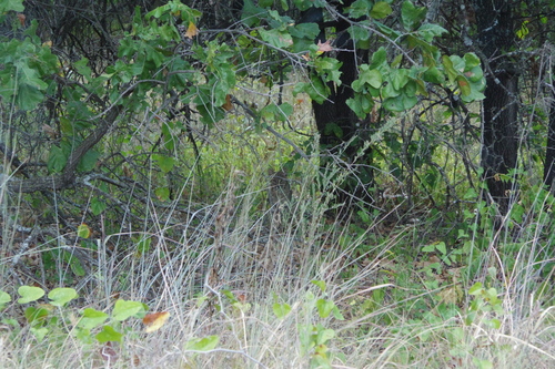 Bobcat
