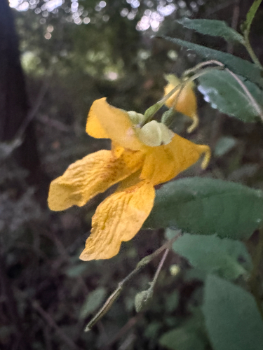 pale jewelweed