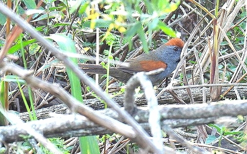Spix's Spinetail