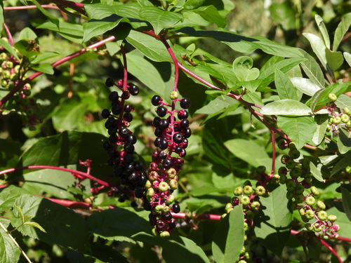 American pokeweed