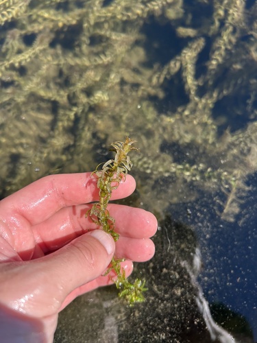Canadian Waterweed