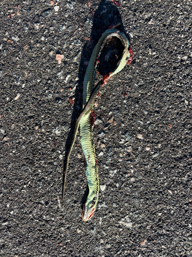 Common Garter Snake