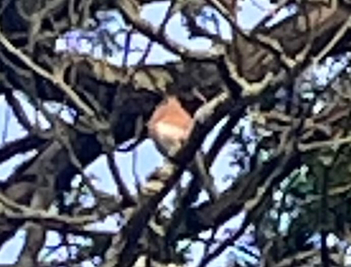 Eastern Bluebird