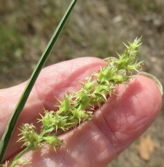 Cenchrus spinifex, photograph (c) Linda Jo Conn, some rights reserved (CC BY)