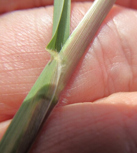 Cenchrus spinifex, photograph 2