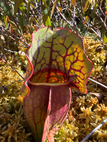 purple pitcher plant