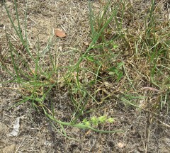 Cenchrus spinifex
