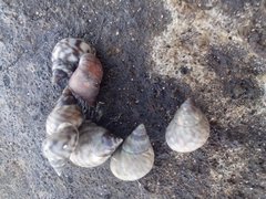 Gastropoda