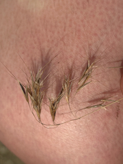 Bromus tectorum, photograph (c) rosaceae_roberts, some rights reserved (CC BY)