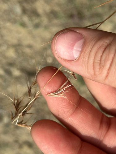 Bromus tectorum, photograph 5