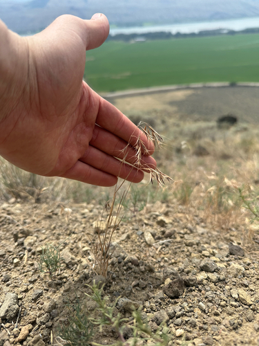 Bromus tectorum, photograph 3